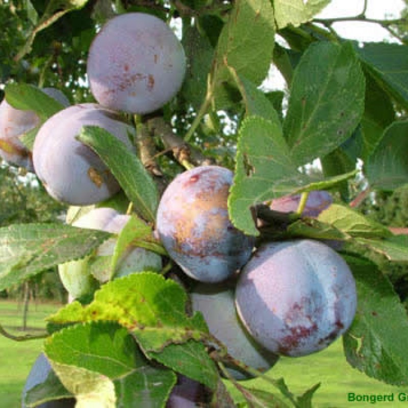 Bleue de Belgique boom - Heemkring Ter Ham Steenokkerzeel 